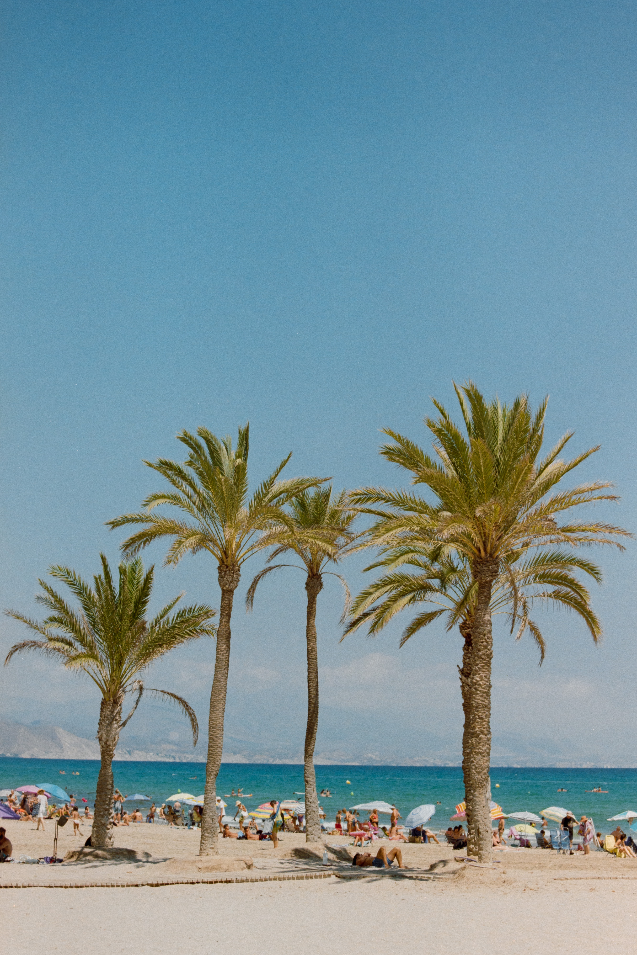 Bañistas descansando bajo palmeras en Alicante durante una jornada de verano