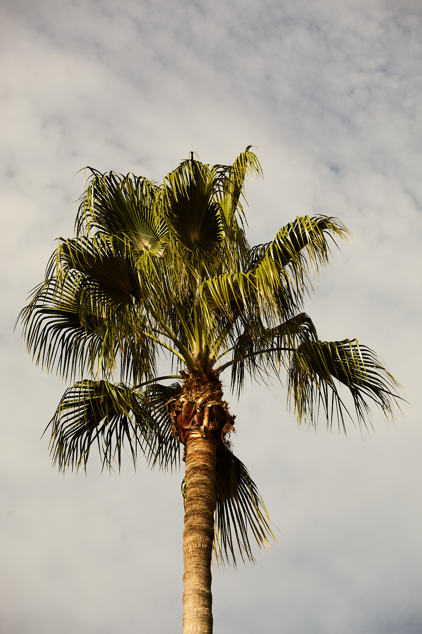 Palmera bajo la luz del mediodía en Malta
