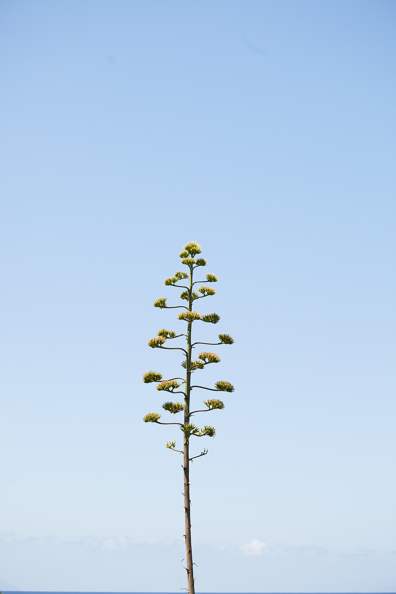 Paisaje menorquín con colinas suaves y vegetación mediterránea